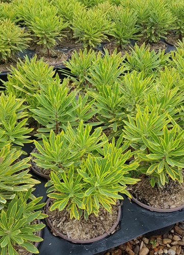 Euphorbia martinii ascot - euphorbia,