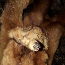 écharpe -étole en vison Vintage  années 30 Longueur 75 Cm 