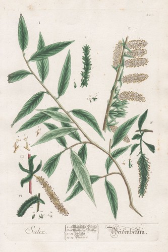 Willow tree weide botanique - tree,
