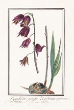 Orchidée Boat Orchid