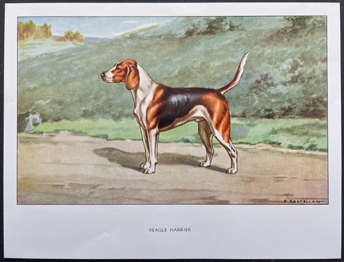 Beagle harrier reproduction - beagle,