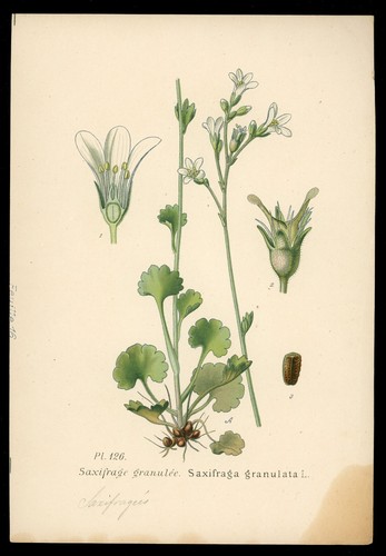 Planche botanique saxifrage - botanique, :