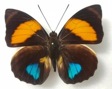 Agrias amydon athenais male -