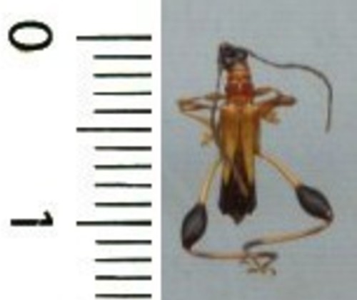 Cerambycidae merionoeda - -,