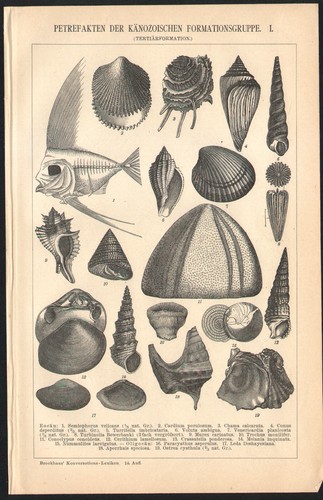 1897 gravure originale - gravure,