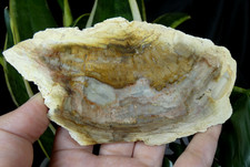 Tranche Bois Fossile Poli 13x7cm Madagascar silicifié pétrifié collection ancien