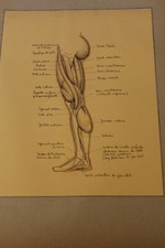 Ancienne planche anatomique dessin au crayon et encre ....curiosité sciences 