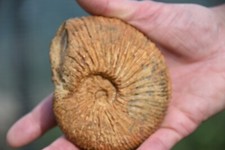 grande ammonite Prograyiceras grandis oxfordien de Atsimo Andrefana Madagascar