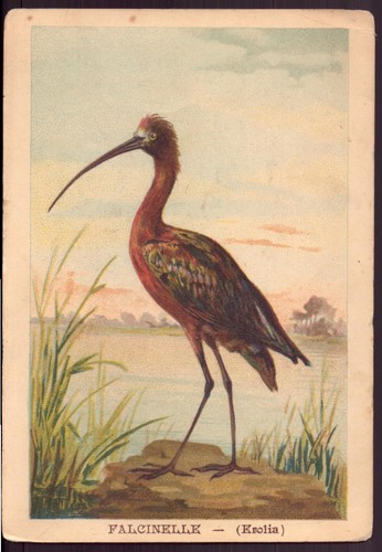 Chromo falcinelle - chromo, "
