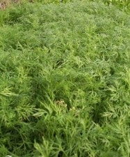 ♫ FENOUIL ou CISTRE des