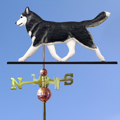 Husky sibérien main - sibérien,