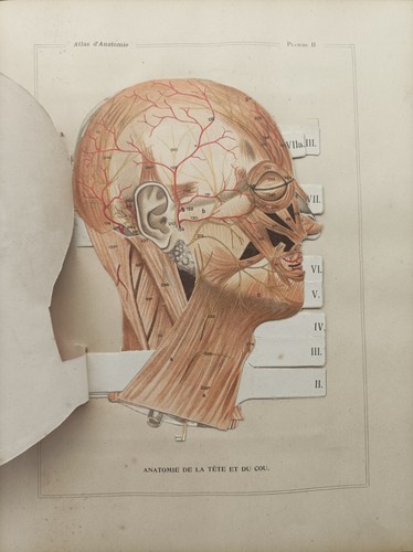 Musee secret anatomie - secret, d'anatomie