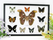 10 vrais beaux papillons d'élevage soignés dans la vitrine - murale - atlas 18