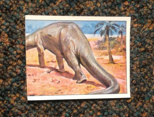 Panini animaux - panini, **