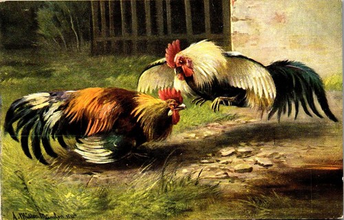 Animaux coq un - combat, de