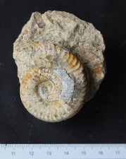 Ammonite fossile Grammoceras