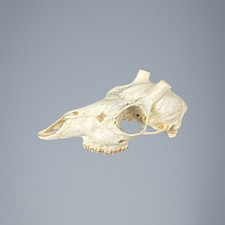 534SKU Crane de chevreuil