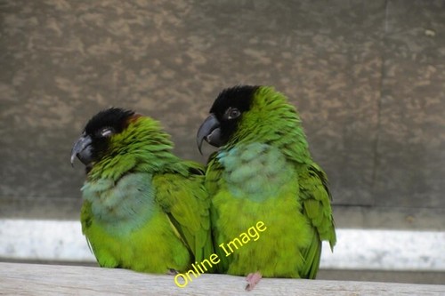 Photo 6x4 nanday conure - 6x4, at