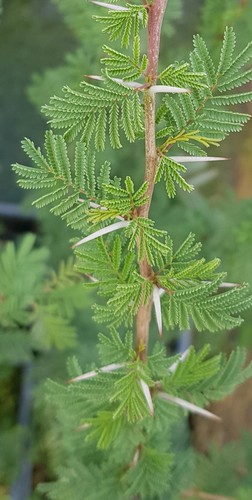 Acacia caven mimosa du - /,