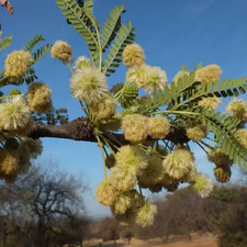 5 graines ACACIA SPLENDIDE