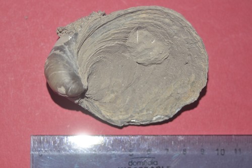 Fossile huître gryphéa - huÎtre,
