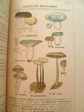 ATLAS DES CHAMPIGNONS PAR M.J. COSTANTIN 1941 600 DESSINS EN COULEUR