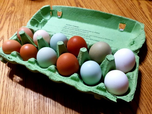 Oeufs fécondés variés - 12, x