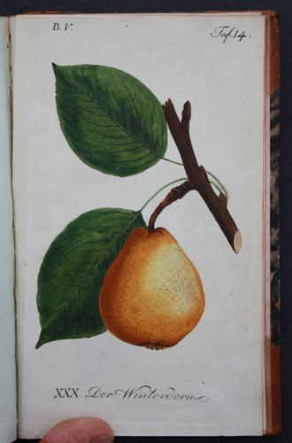 Pomologie faucille le - faucille,,