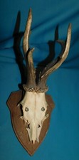 ANCIEN TROPHEE DE CHASSE FRANCE . CORNE DE CHEVREUIL . BOIS 19 cm 6 CORS . n°18