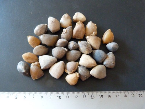 Lot brachiopodes - 30,