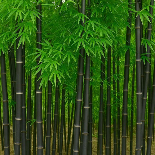 Black bamboo seeds - black, bulk