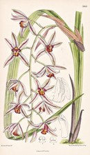 Cymbidium Simonianum Assam