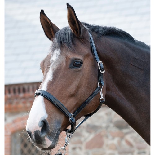 Horse guard halter - guard,