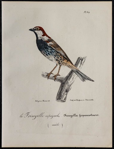 1830 moineau espagnol - -,