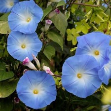 Lot De 10 Graines Ipomée Géante A Grandes Fleurs Bleues Semences Graines Seed