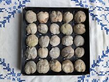 Fossiles d'oursins -