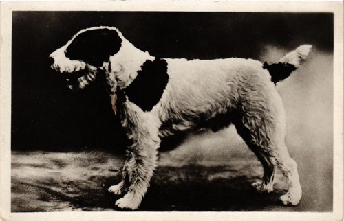 Cpa fox terrier dogs - fox,