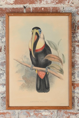 John gould ramphatos - ",
