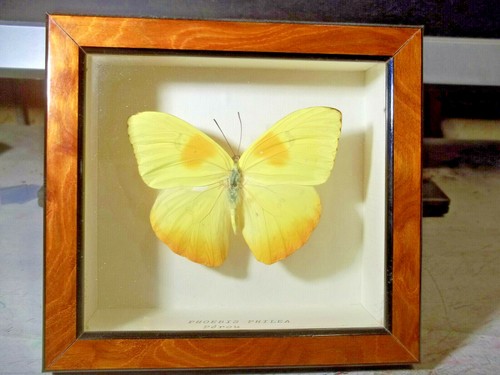 Papillon phoebis philea - papillon.,