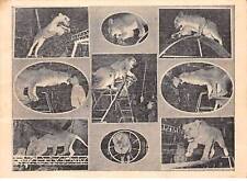 Cirque - n°89160 - Lions et lionnes durant leur numéro - Le Dompteur Willy,