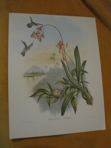 Gravure oiseau mellisuga