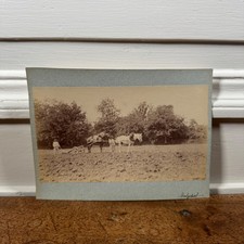 Photo albumine contrecollée