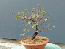 Bonsaï orme champêtre 34 x 10 cm plante articulée livraison gratuite...