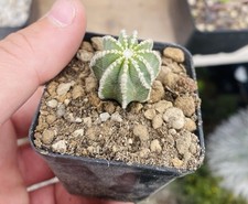 Aztekium Hintonii - Cactus -