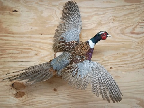 Brand new ringneck - new, rooster