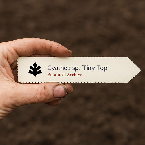 Cyathea tiny top 100 - 'tiny,
