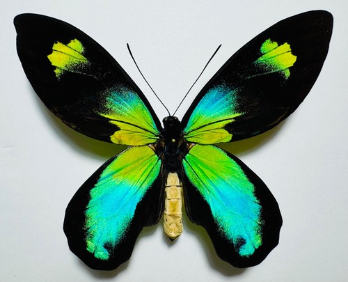 Amazing blue yellow - amazing, blue/yellow