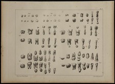 1839 - Planche d'anatomie