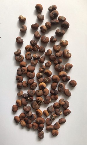 100 graines baobab - graines, de