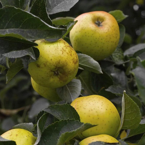 Pommier ancien reinette - 'reinette, de